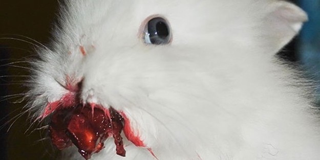 Oldukça korkunç gözüküyorlar ama... - FOTO