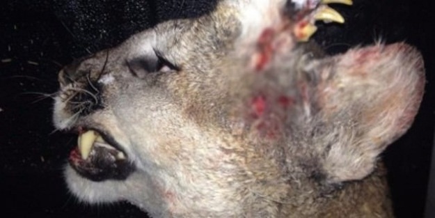 Öldürdüğü aslanı inceledi hayatının şokunu yaşadı