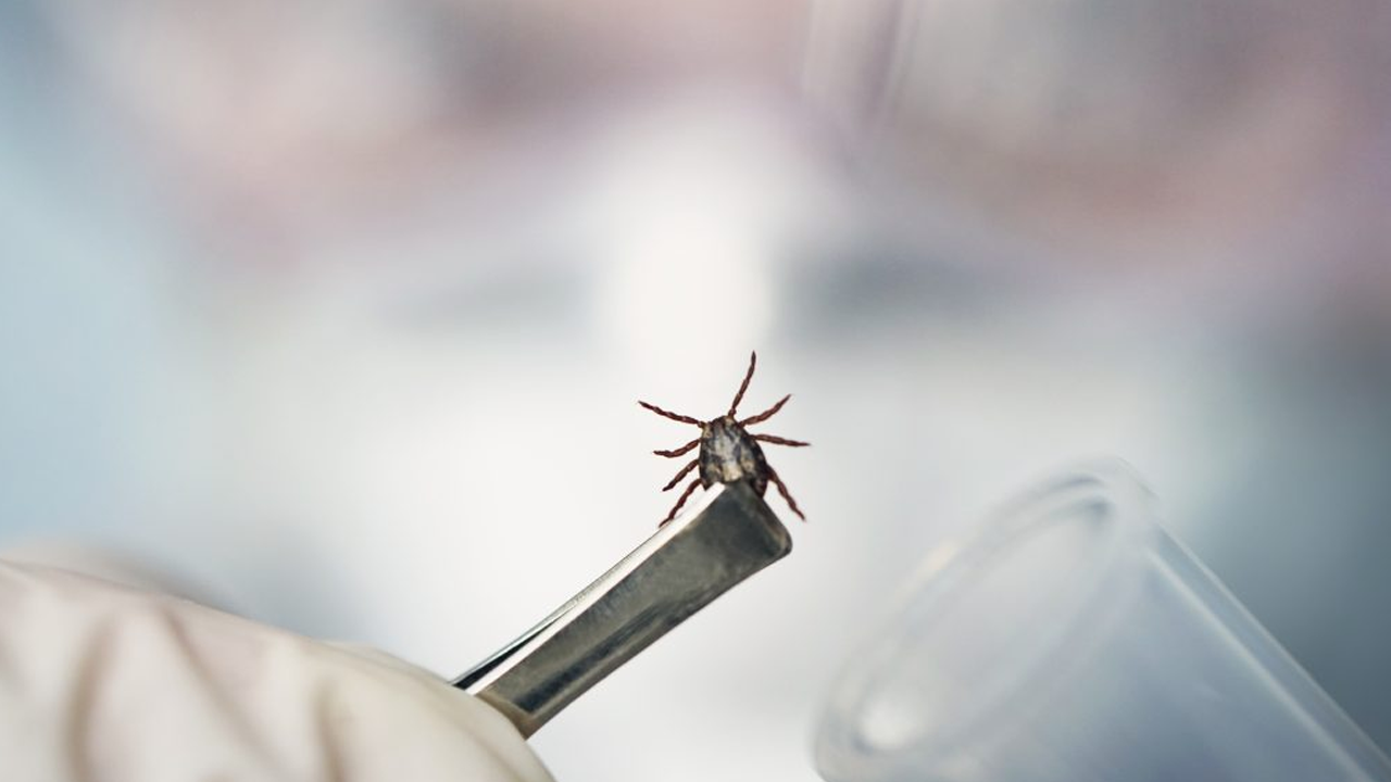 Öldüren kene kabusu bu kez o şehirde!