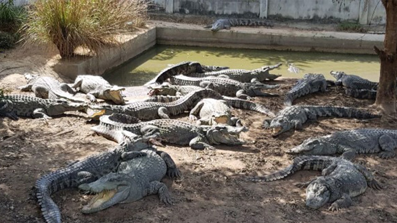 Öldürmeseydi daha kötü olacaktı! Onlarca timsah katledildi