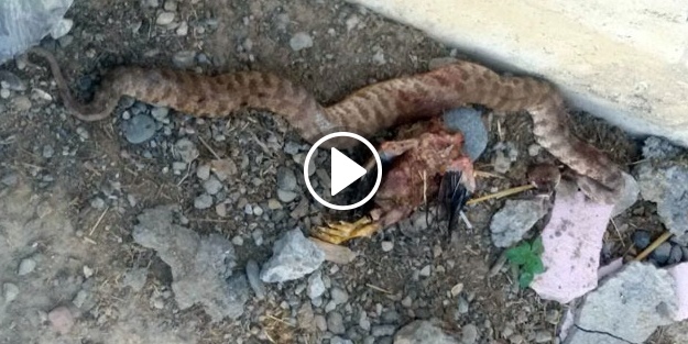 Öldürülen yılanın karnından çıktı!