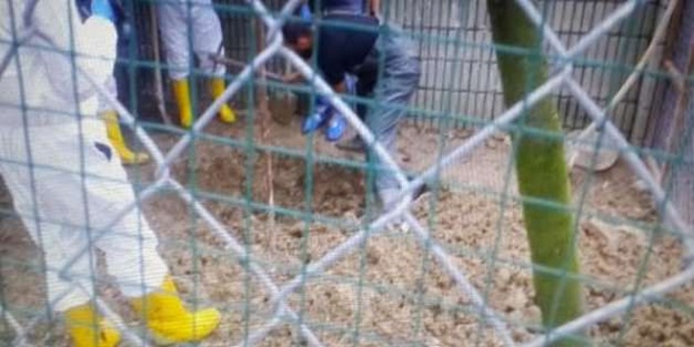 Öldürüp tavuk kümesine gömmüşler