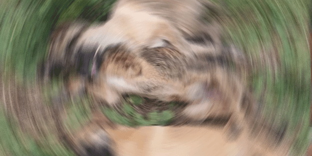 Ölen 5 köpek için soruşturma açıldı