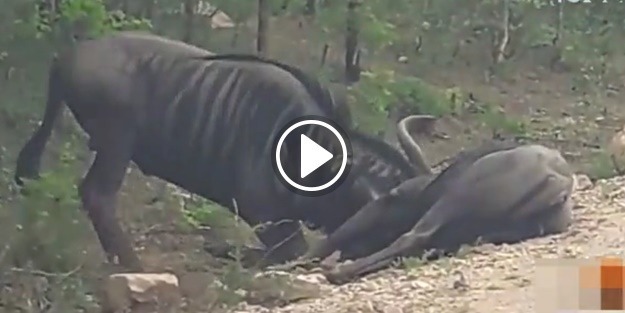 Ölen antilobu boynuz darbeleriyle ayağa kaldırmayı başardı