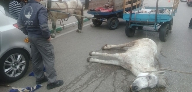 Ölen atının başından bir an olsun ayrılmadı!