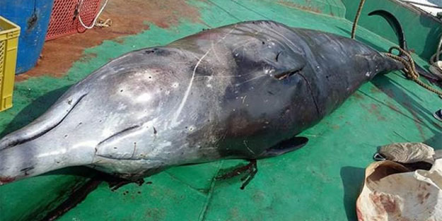 Ölen balinanın katili bakın kim çıktı?