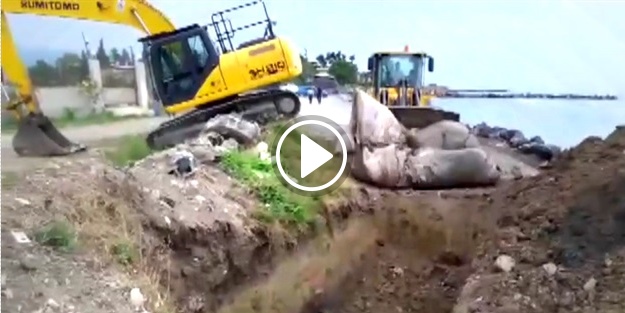 Ölen dev balina böyle gömüldü