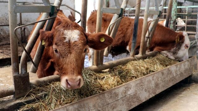 Ölen hayvanlar: Bazı hayvan hastalıkları için tazminat verilmeyecek