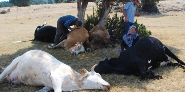 Telef olan ineklerine ağlayan çifte güzel haber
