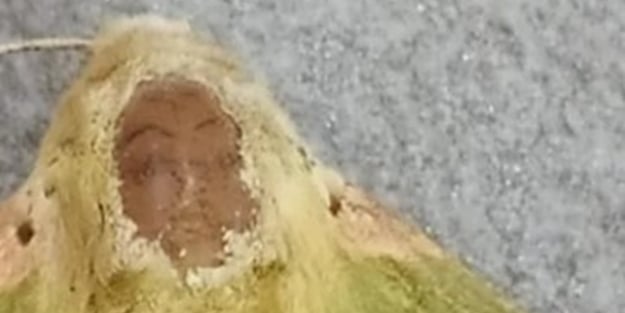 Ölen kelebeğin sırtındaki deseni görenler şaşkına döndü