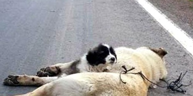 Ölen köpeğin yavrusu yürek sızlattı