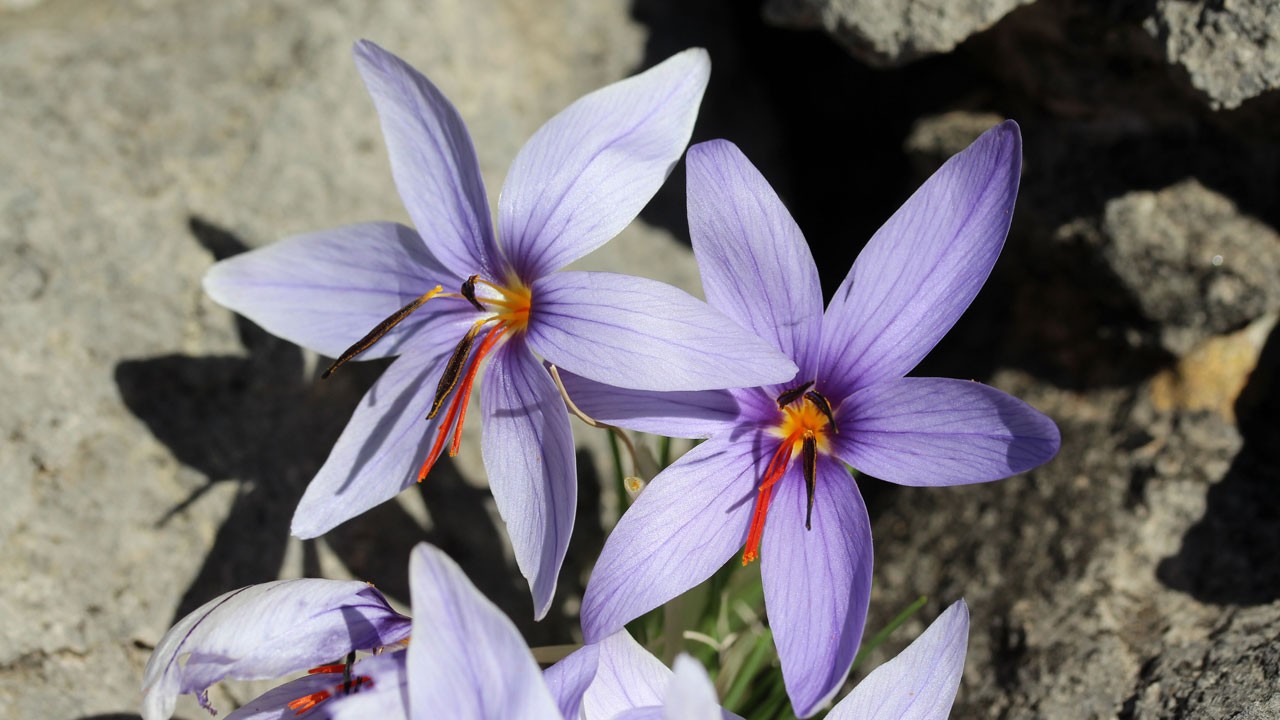 Olimpos safranı biyokaçakçıların hedefinde! Tek yumrusu 900 TL