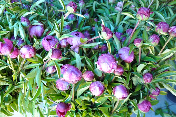 ‘Olmaz’ denilen şey gerçeğe dönüyor! Hollanda’ya rakip Türk şehri