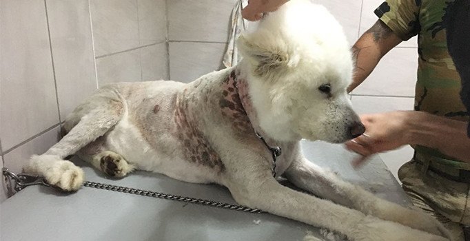 Ölmek üzere bulunan cins köpek yeniden hayata döndü