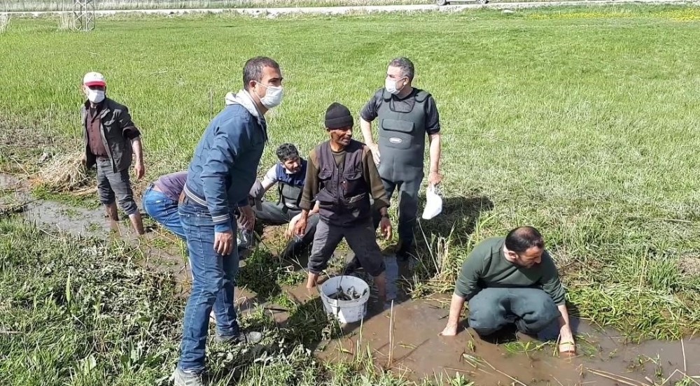 Ölmek üzere olan 3 ton balığı kovalarla taşıdılar 