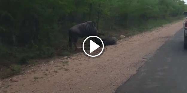 Ölmek üzere olan antilobu boynuzlarıyla ayağa kaldırdı