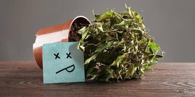 Ölmek üzere olan bir bitkiyi canlandırmanın yolları