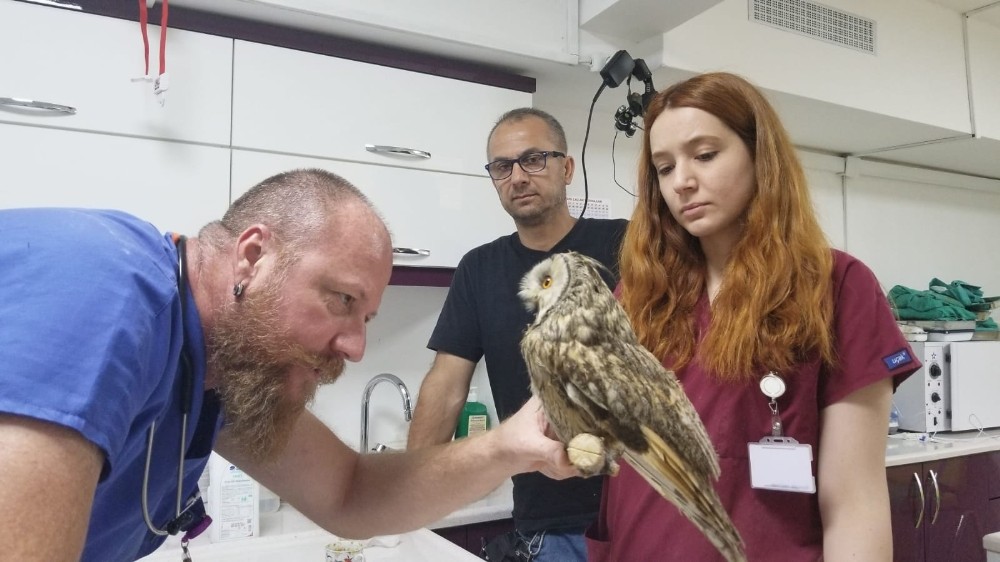 Ölmek üzere olan boynuzlu baykuş 15 günde sağlığına kavuştu 