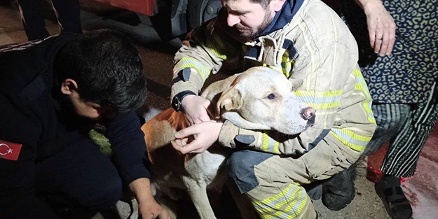 Ölmek üzere olan köpek, kalp masajıyla hayata döndürüldü