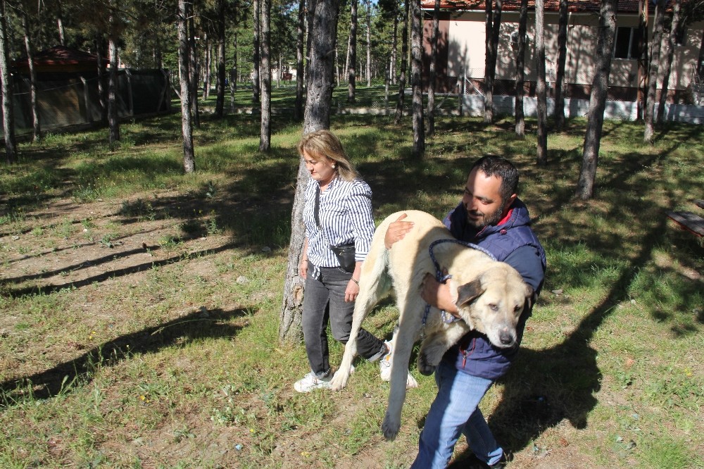 Ölmek üzereyken bulunan köpek sahiplendirilecek 