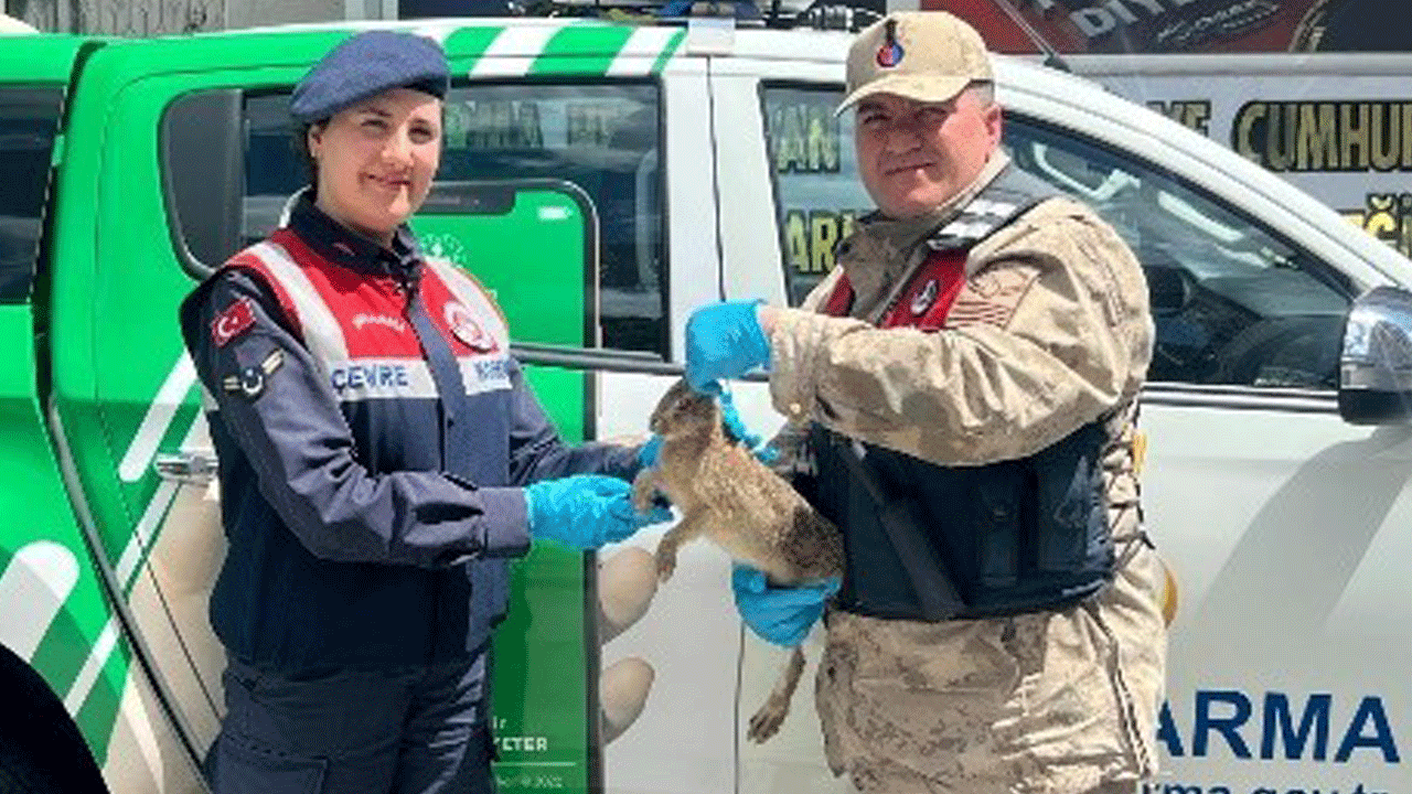 Ölmek üzereyken bulunan yaralı tavşana jandarmanın şefkat eli değdi: Hayata yeniden döndü!