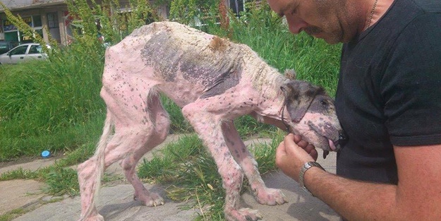 Ölmek üzereyken kurtardılar!