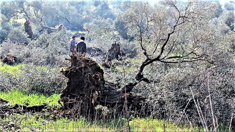 Ölmez ağaç zeytin doğaseverlere anlatıldı 