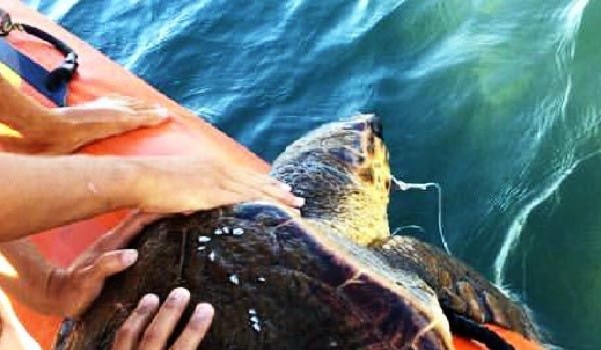 Olta iğnesi yutan deniz kaplumbağasını AKUT kurtardı