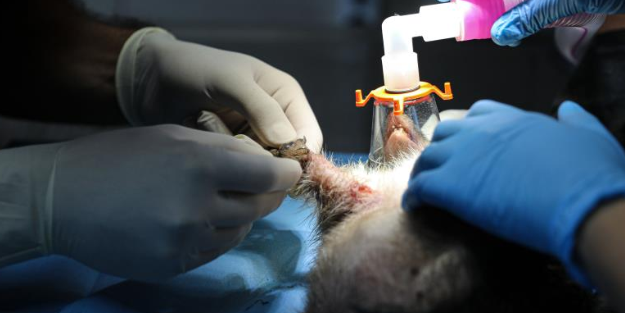 Olta kancasına kirpi takıldı