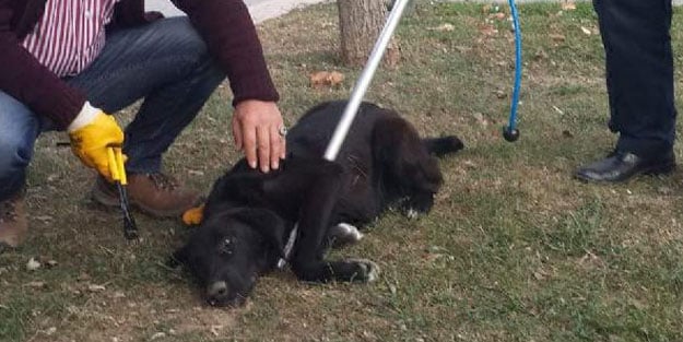 Olta yutan köpeği belediye personeli kurtardı