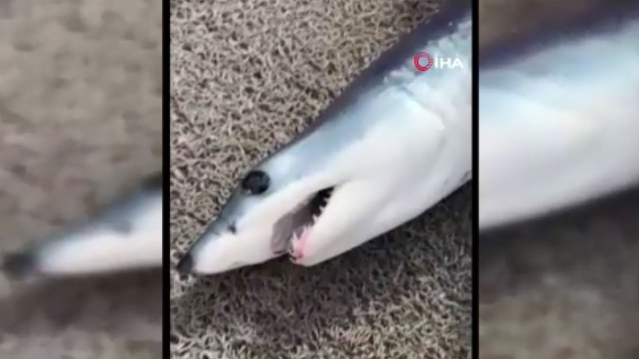 Oltasına takılan köpekbalığına nasihat verdi! O anlar kamerada