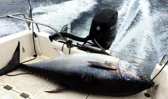 Oltaya 130 kiloluk orkinos takıldı