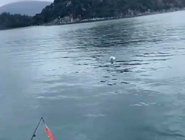 Oltaya balık değil martı takıldı