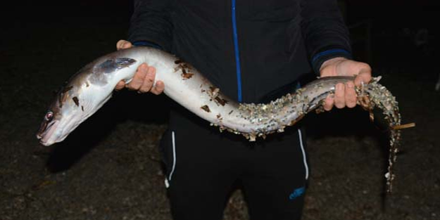 Oltayla denizden çıkardı, görenler şoke oldu