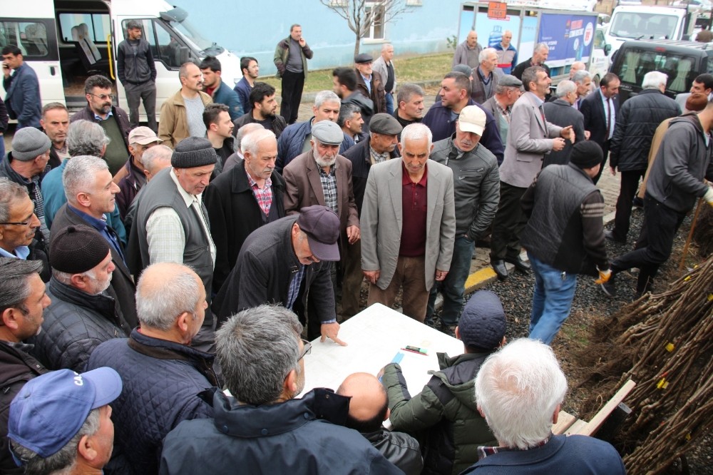 Oltulu çiftçilere 10 bin Ceviz Fidanı hibe edildi 