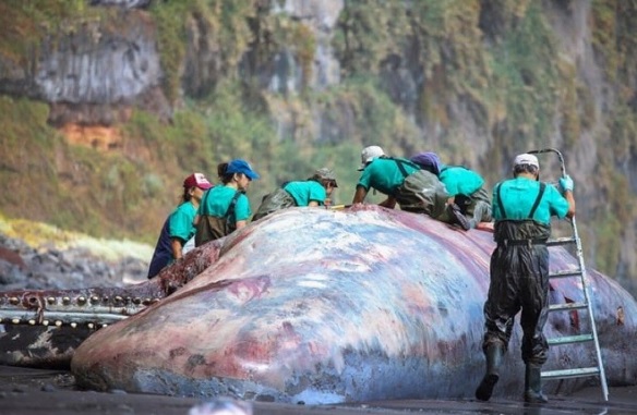 Ölü balinanın bağırsağından çıktı! İnanılır gibi değil tam 500 bin EURO değerinde