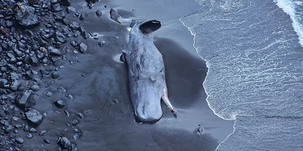 Ölü balinanın içinden çıktı! Tam 500 bin Euro değerinde!