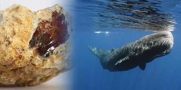 Ölü balinanın içinden servet çıktı!