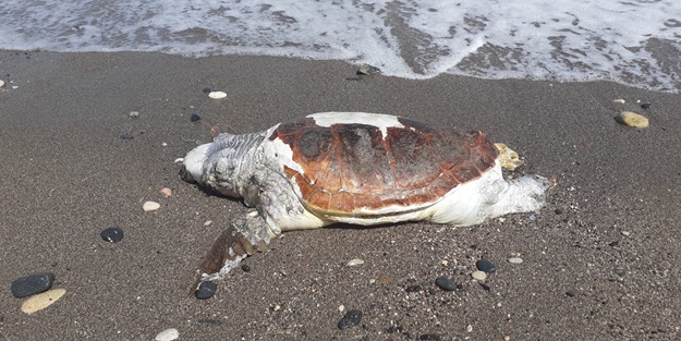 Ölü caretta caretta sahile vurdu