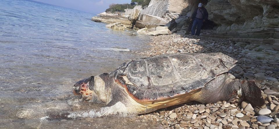 Ölü deniz kaplumbağası kıyıya vurdu 