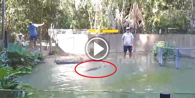 Ölü taklidi yapan timsah izleyenleri gülümsetti