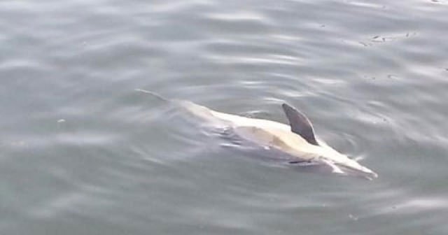 Ölü yunus karaya vurdu