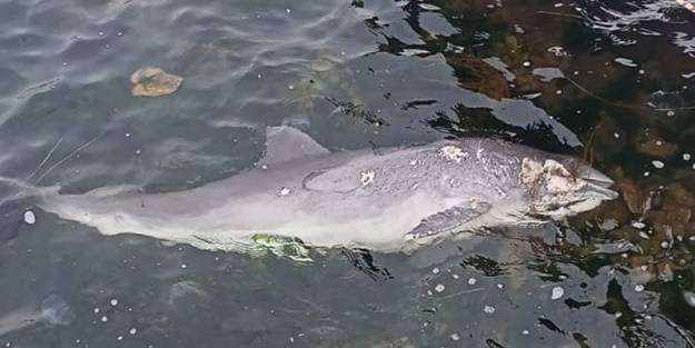 Ölü yunus kıyıya vurdu