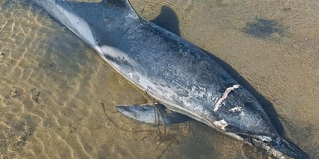 Ölü yunus kıyıya vurdu