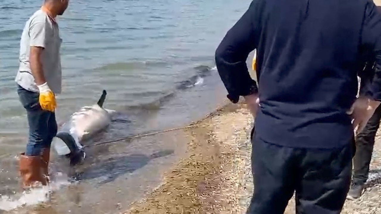 Ölü yunus kıyıya vurdu