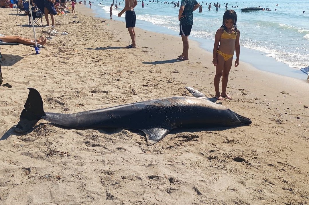 Ölü yunus sahile vurdu