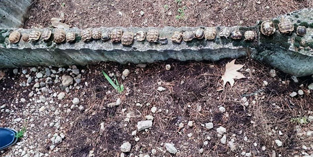 Ölüleri yan yana dizilmiş! Tam 23 tane...
