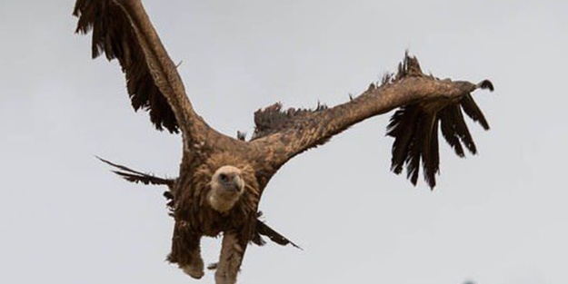 Ölülerini akbabalara yediriyorlar - FOTO