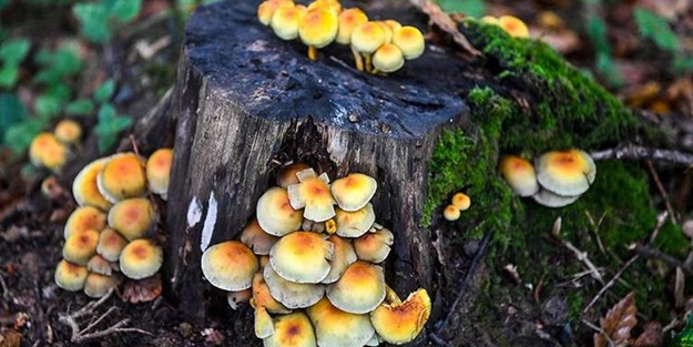 ‘Ölüm Mantarı’