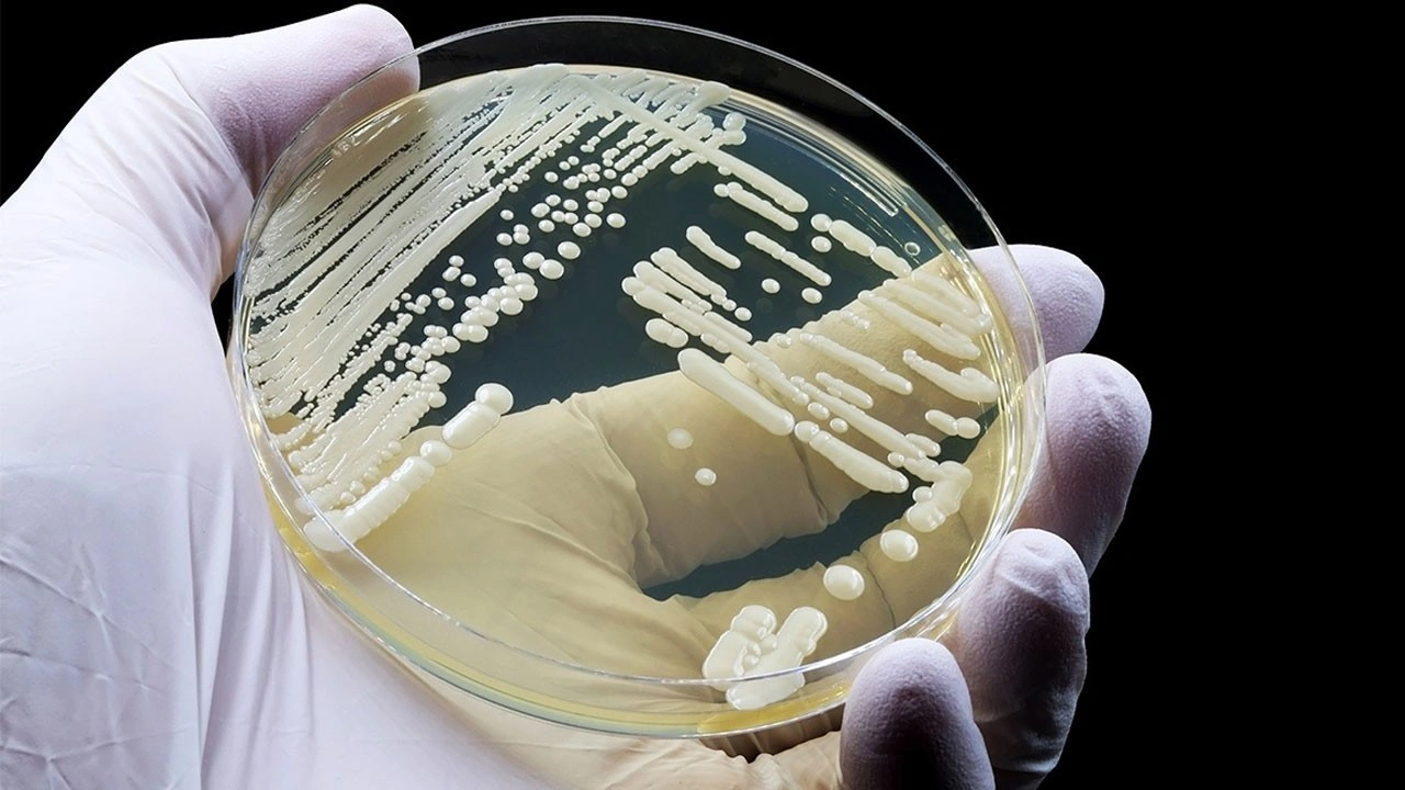 Ölüm oranı yüzde 60! Türk bilim insanları ölümcül mantara karşı umut projesi başlattı